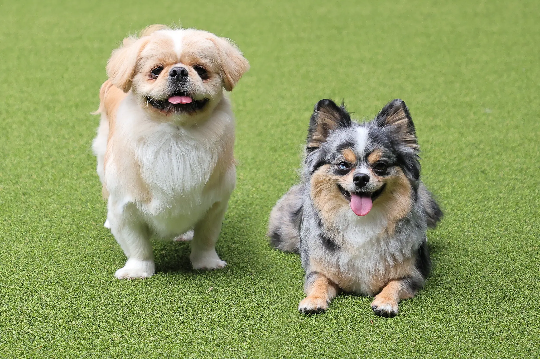愛犬同伴可